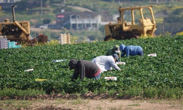During the Pandemic, We Need H-2A Temporary Workers More Than Ever